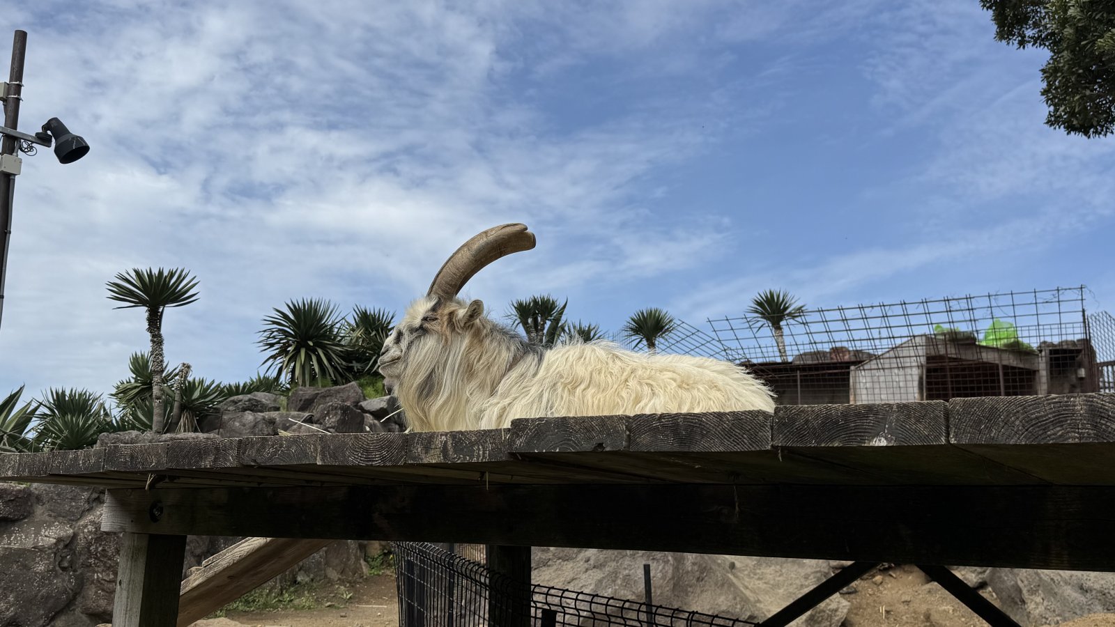 しりかげるのカバー画像